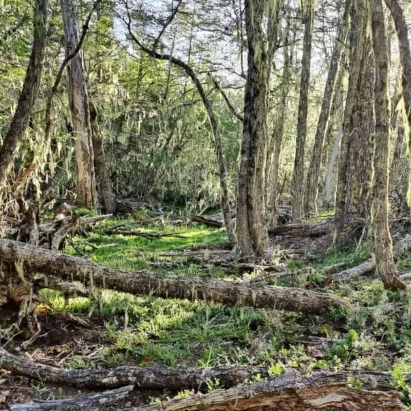 Terreno en Venta en Cochrane