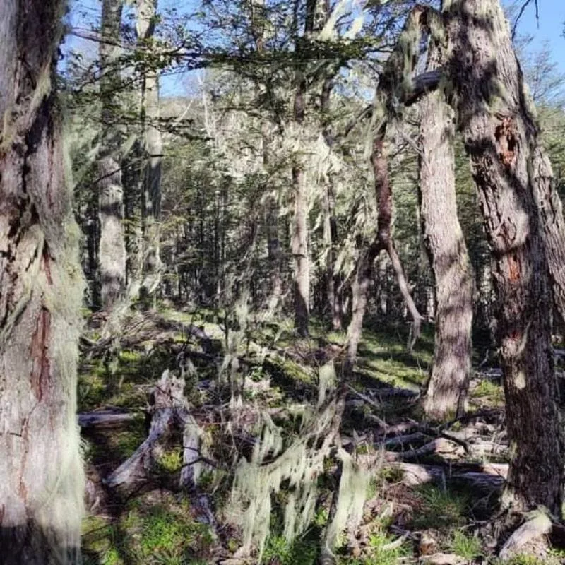 Terreno en Venta en Cochrane